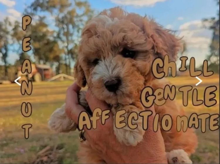 Kings Bridge Kennels Cavoodles