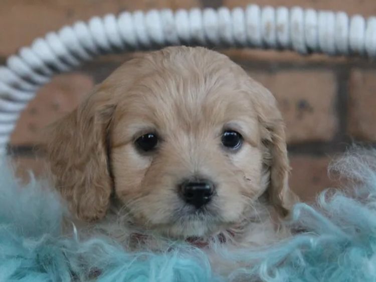 Kings Bridge Kennels Cavoodles