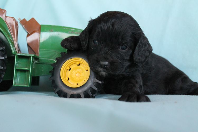 Kings Bridge Kennels Cavoodles