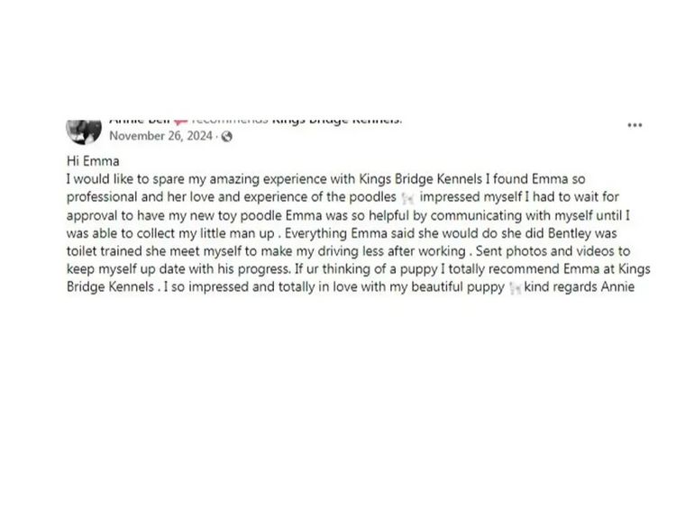 Kings Bridge Kennels Cavoodles