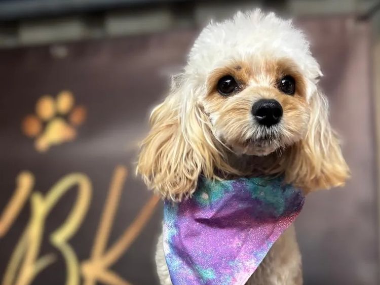 Kings Bridge Kennels Cavoodles