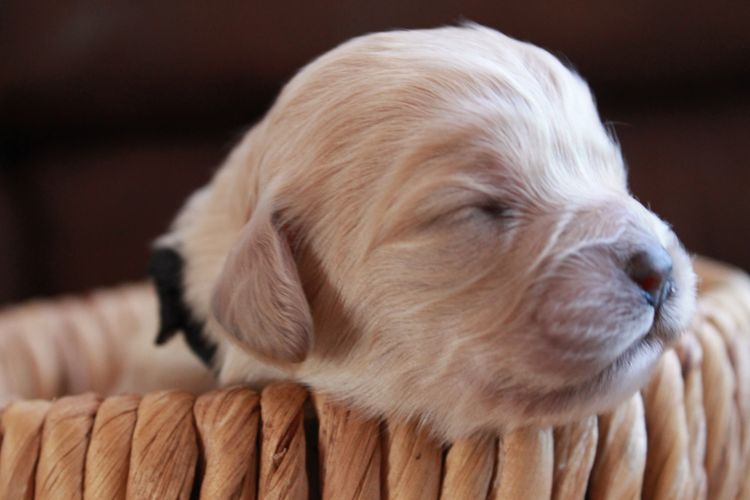 Kings Bridge Kennels Cavoodles