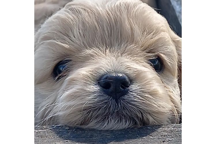 Kings Bridge Kennels Cavoodles