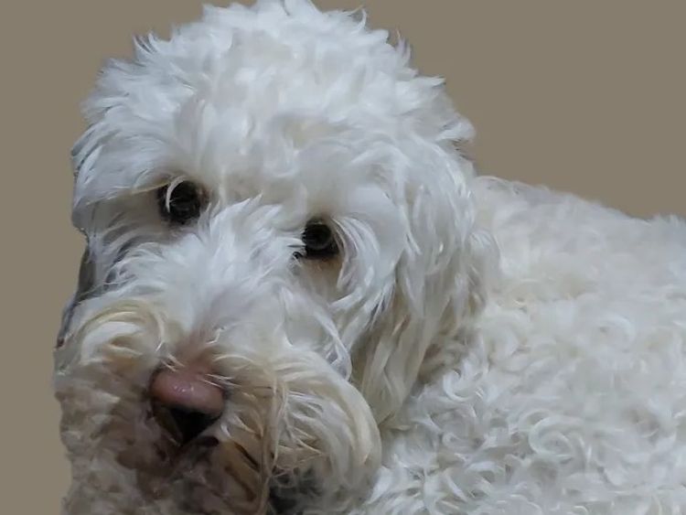 Gnalla Nagal Australian Cobberdogs