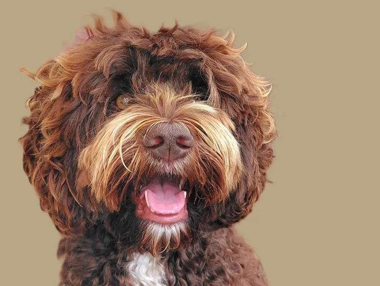 Gnalla Nagal Australian Cobberdogs