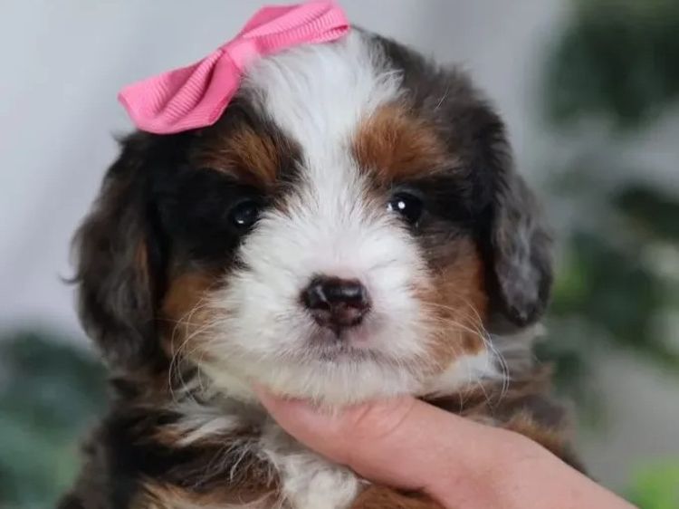 Belbon Munchkin Bernedoodle