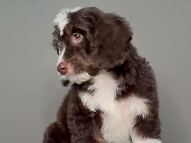Belbon Munchkin Bernedoodle