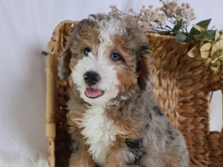 Belbon Munchkin Bernedoodle