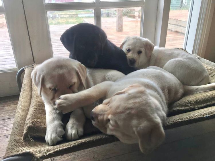 Pengello Labradors