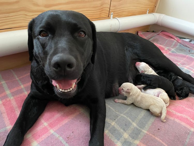 Pengello Labradors