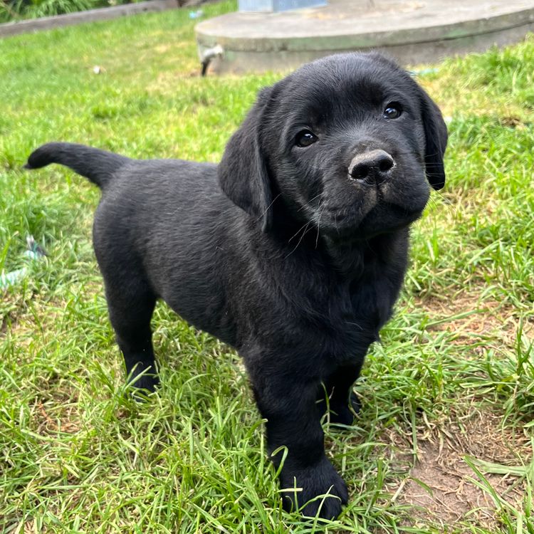 Pengello Labradors
