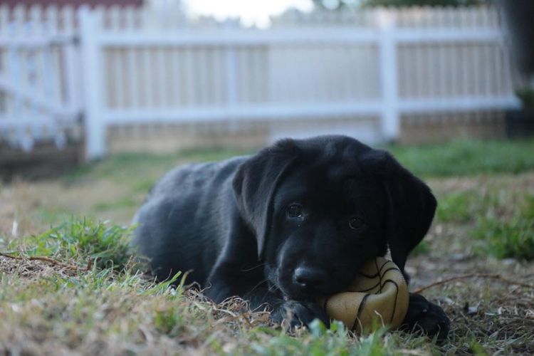 Pengello Labradors