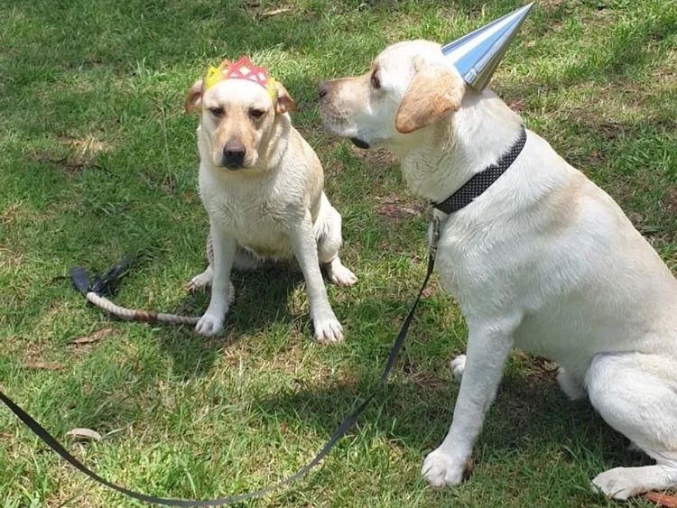 Pengello Labradors