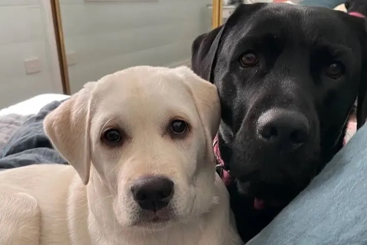 Pengello Labradors