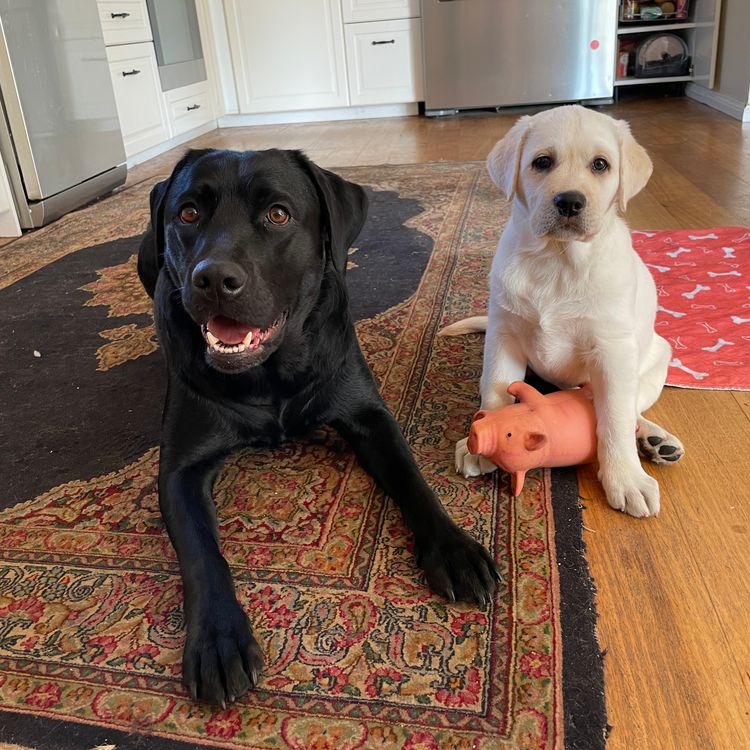 Pengello Labradors