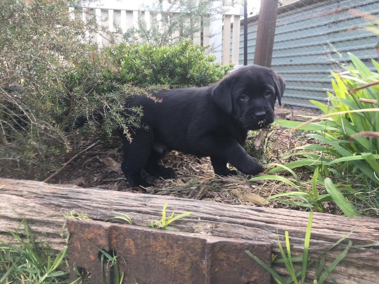 Pengello Labradors