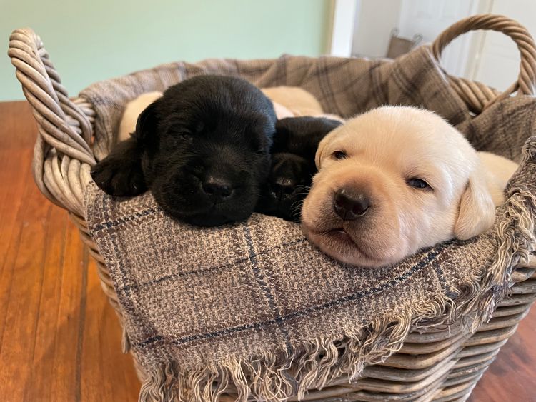 Pengello Labradors