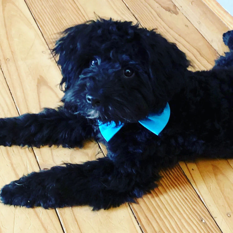 Cavoodles by Designer Oodles of Adelaide