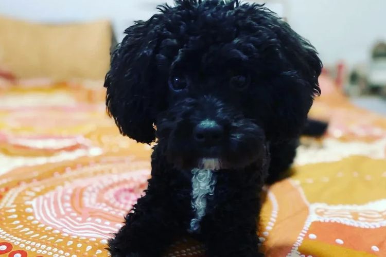 Cavoodles by Designer Oodles of Adelaide