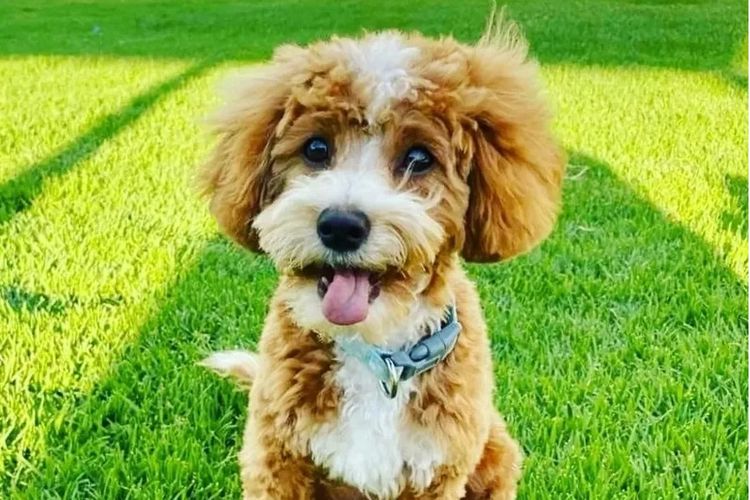 Cavoodles by Designer Oodles of Adelaide