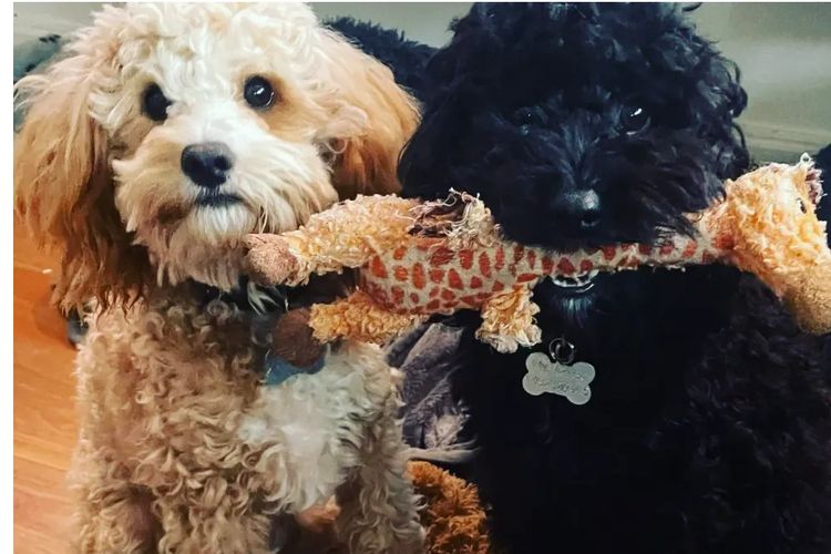 Cavoodles by Designer Oodles of Adelaide
