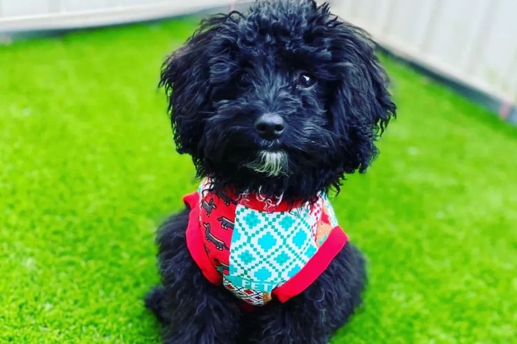 Cavoodles by Designer Oodles of Adelaide