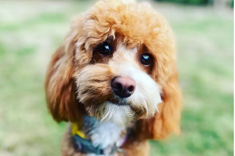 Cavoodles by Designer Oodles of Adelaide