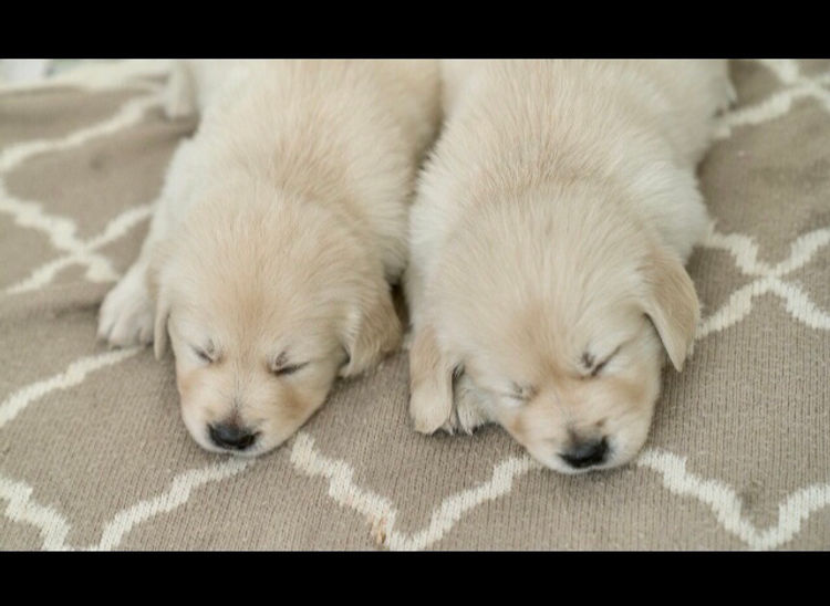 Finesse Golden Retrievers