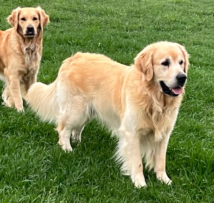 Finesse Golden Retrievers