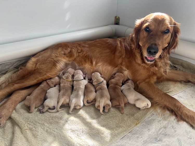 Finesse Golden Retrievers