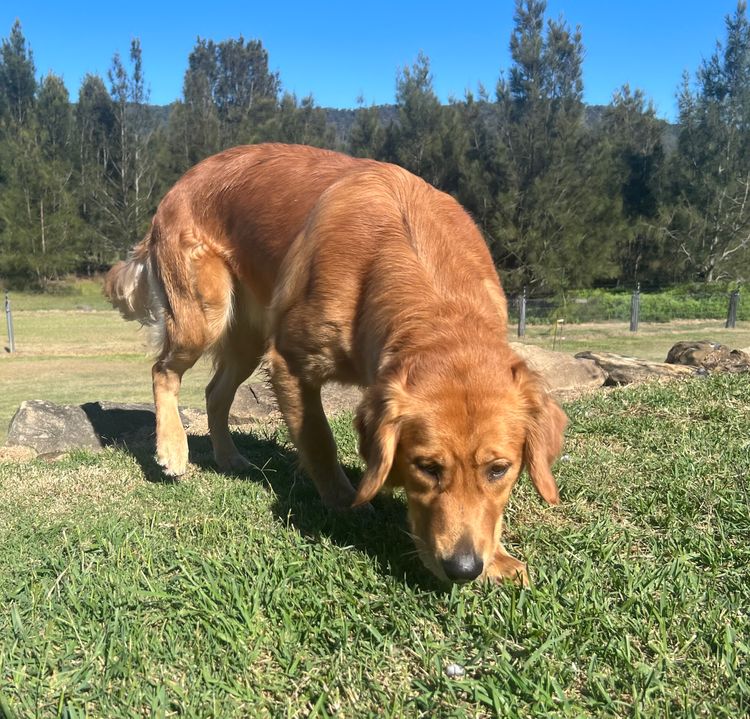 Finesse Golden Retrievers