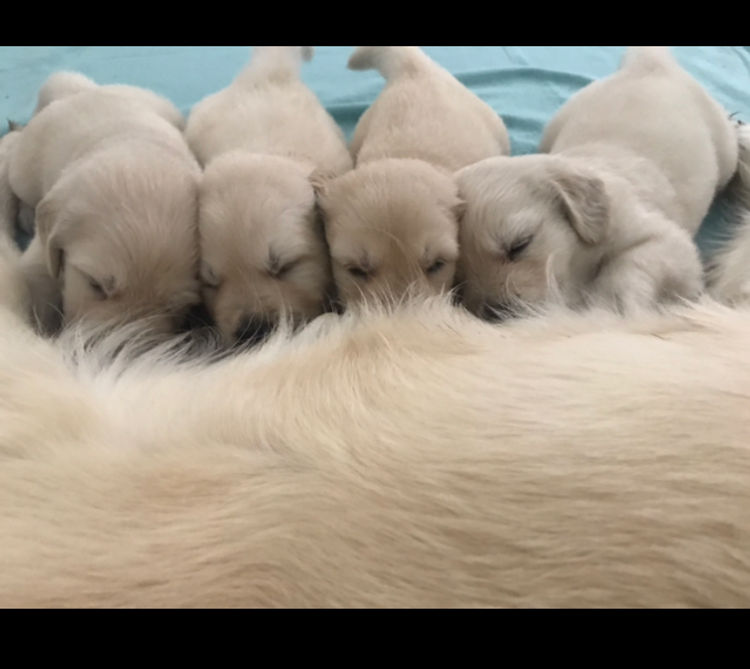 Finesse Golden Retrievers
