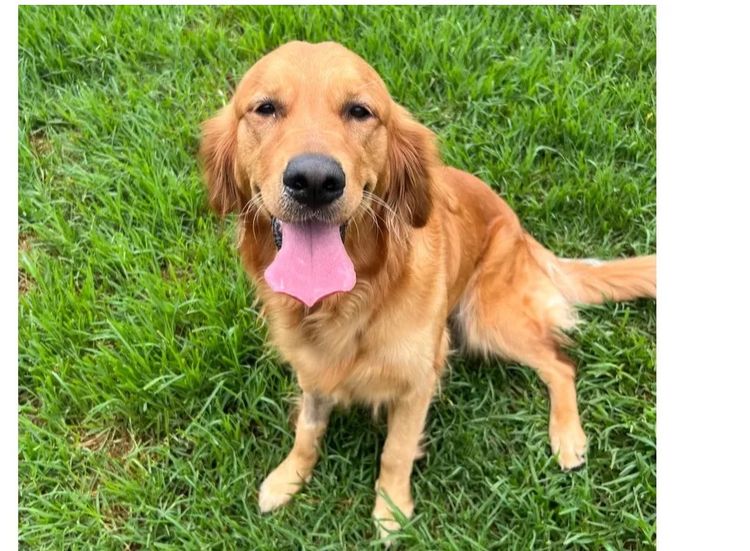 Finesse Golden Retrievers