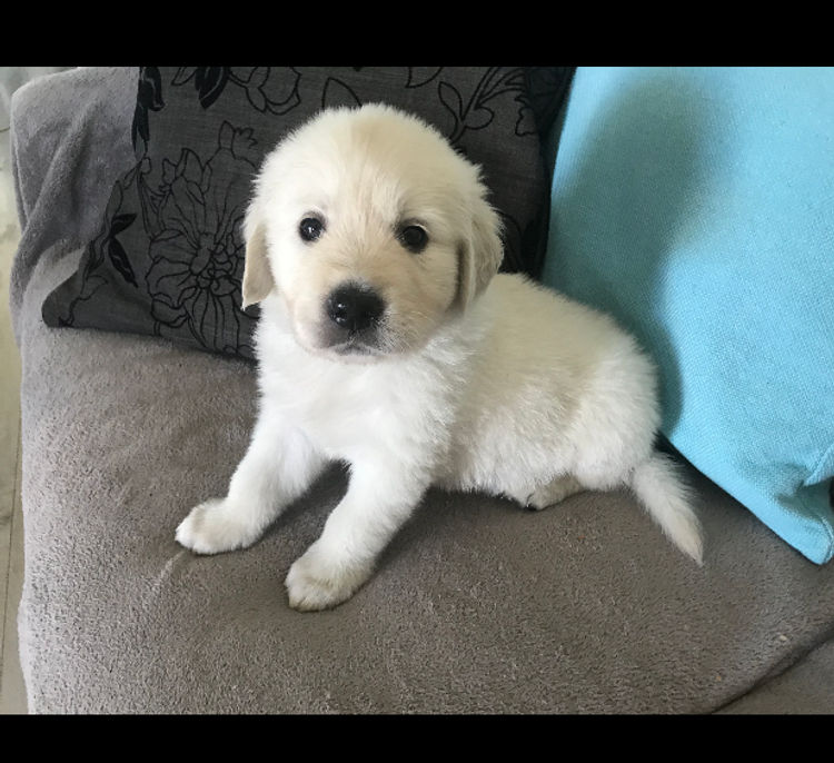 Finesse Golden Retrievers