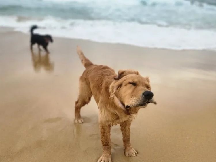 Finesse Golden Retrievers