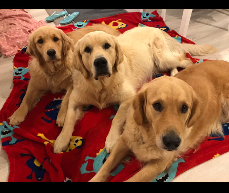 Finesse Golden Retrievers