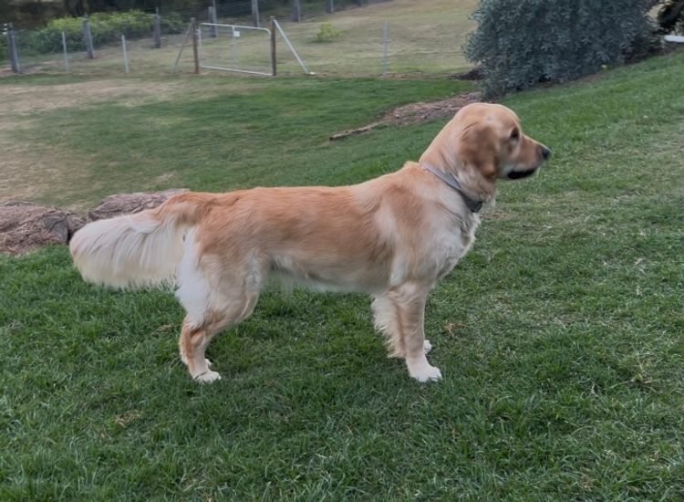 Finesse Golden Retrievers