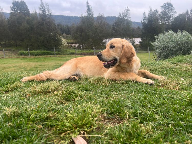 Finesse Golden Retrievers