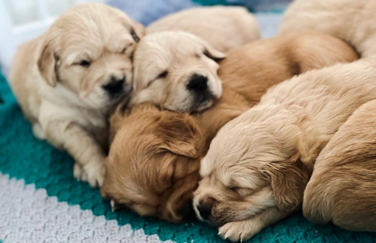 Finesse Golden Retrievers