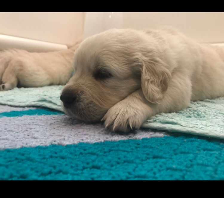 Finesse Golden Retrievers