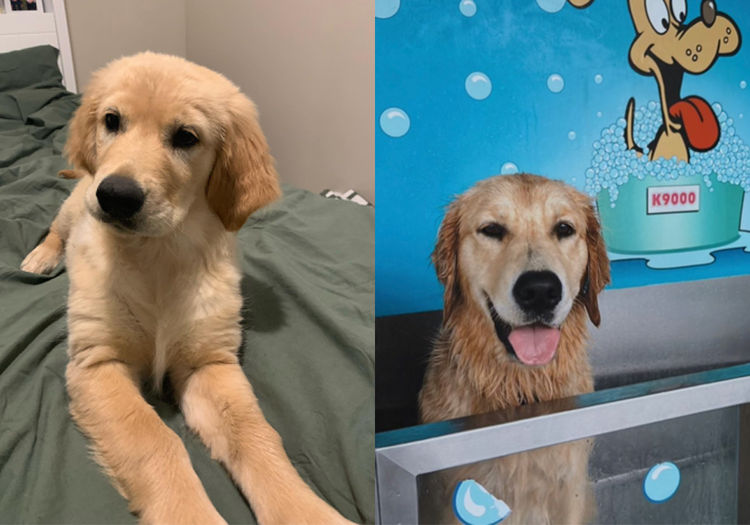 Finesse Golden Retrievers