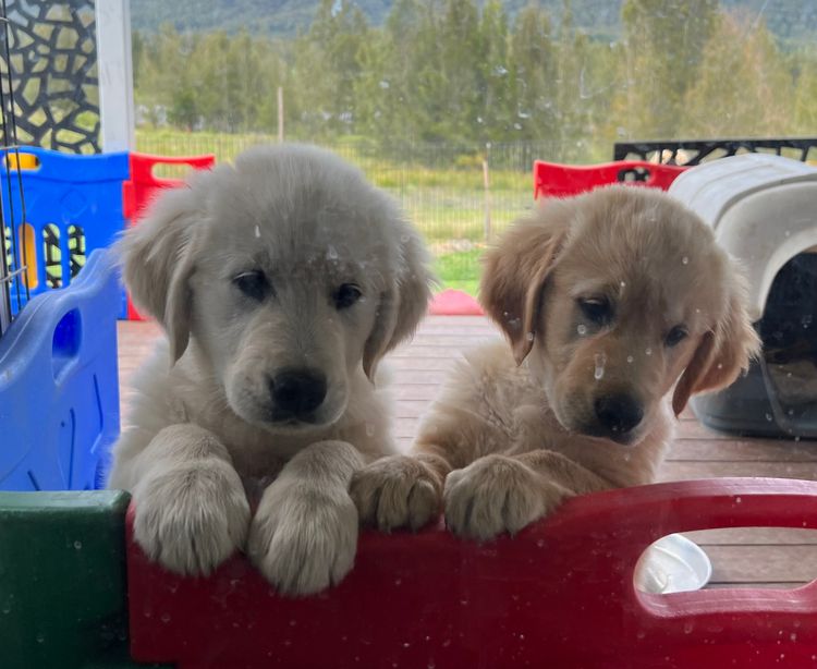 Finesse Golden Retrievers