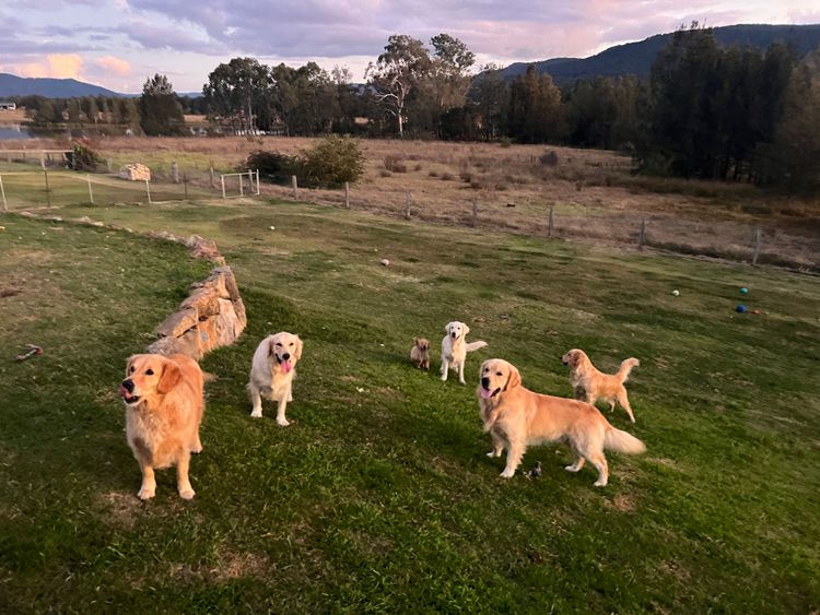 Finesse Golden Retrievers
