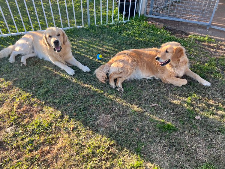 Finesse Golden Retrievers