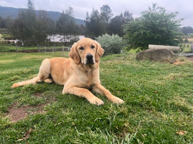 Finesse Golden Retrievers