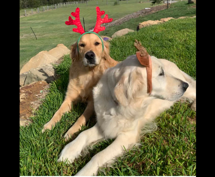 Finesse Golden Retrievers