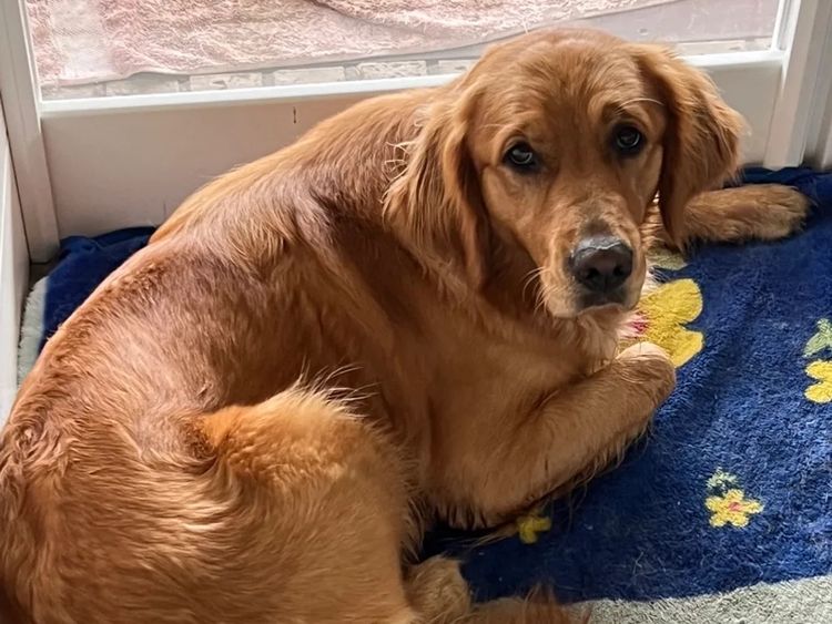Finesse Golden Retrievers