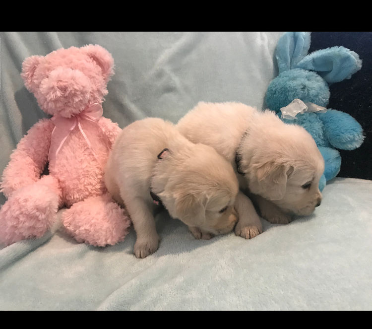 Finesse Golden Retrievers