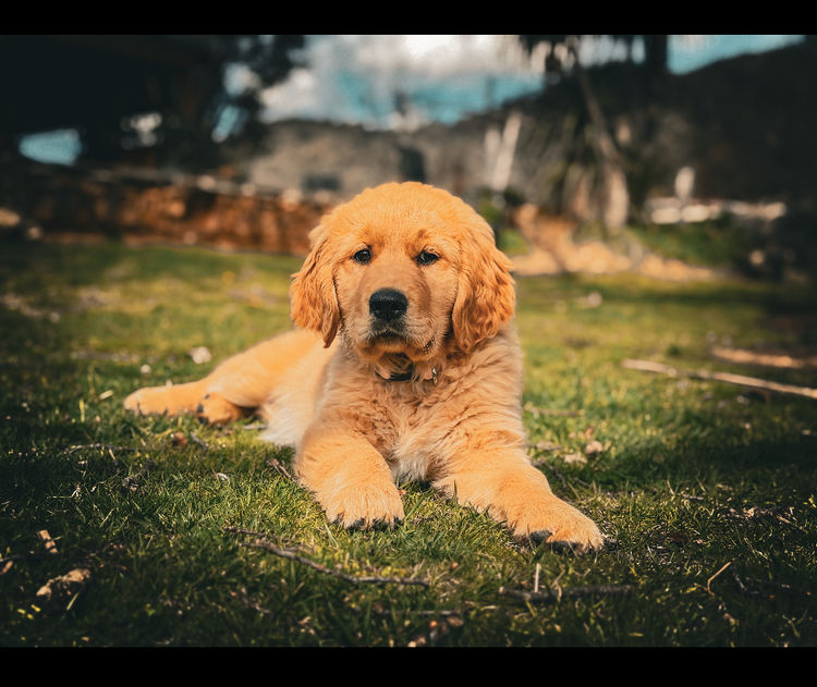 Finesse Golden Retrievers