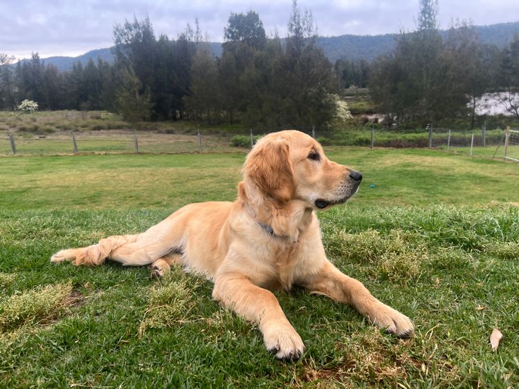 Finesse Golden Retrievers